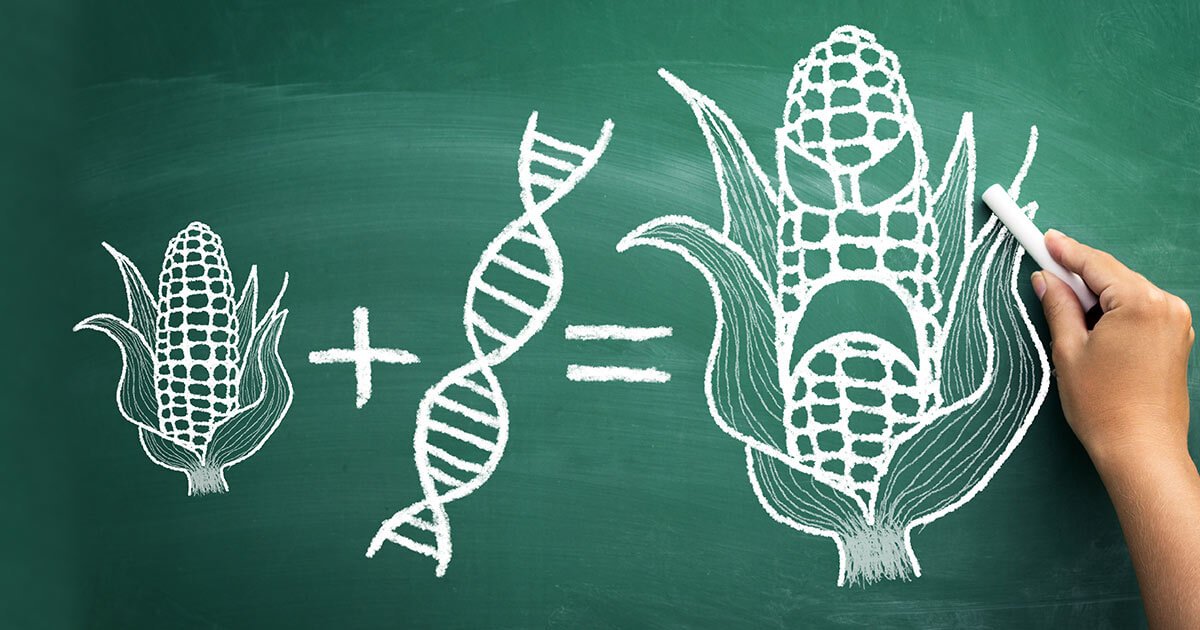13 of the Most Common GMO Foods